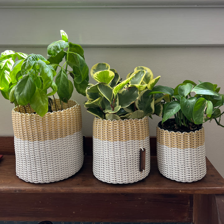 (wholesale) round 'catch all' / planters ~ color bands
