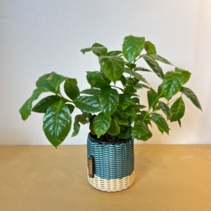 (wholesale) round 'catch all' / planters ~ color bands