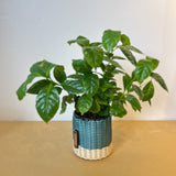 round 'catch all' / planters ~ color bands
