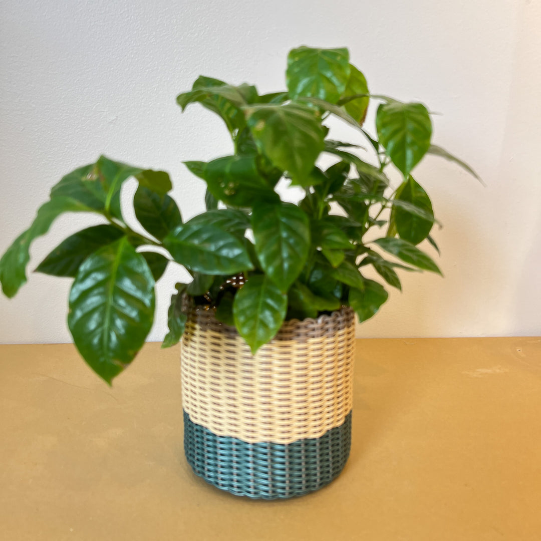 (wholesale) round 'catch all' / planters ~ color bands
