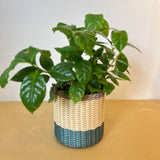 round 'catch all' / planters ~ color bands