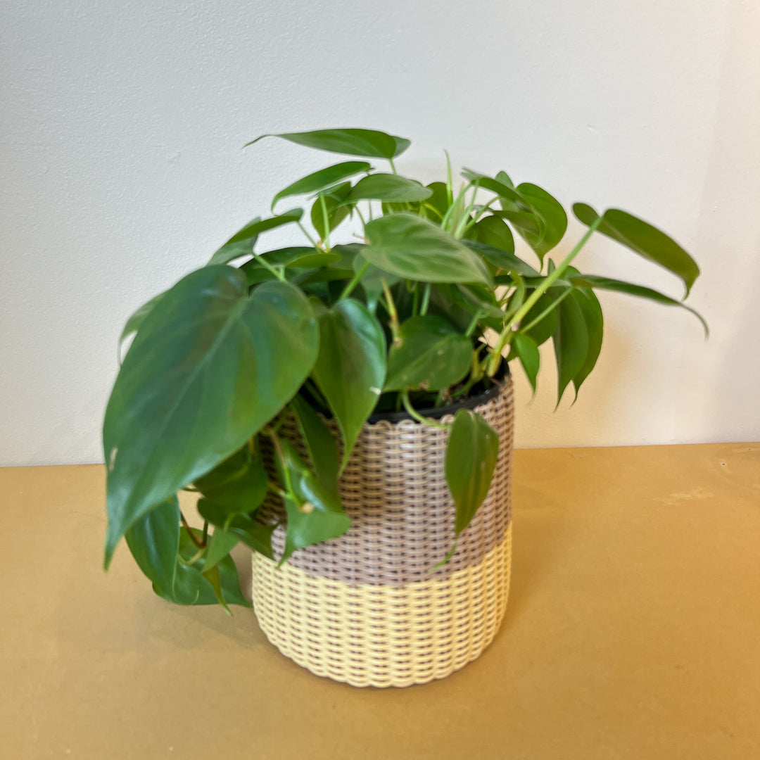 (wholesale) round 'catch all' / planters ~ color bands