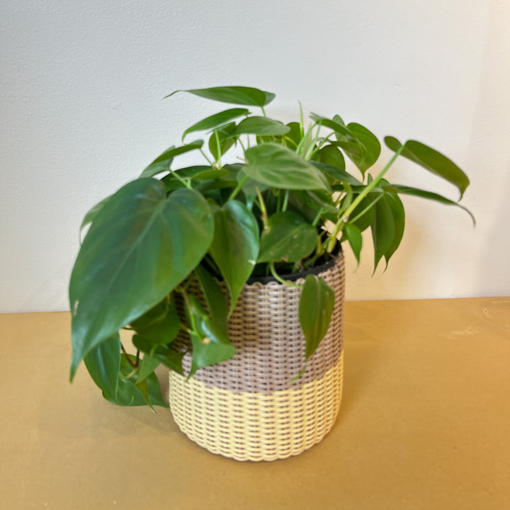 (wholesale) round 'catch all' / planters ~ color bands