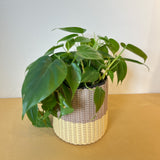 round 'catch all' / planters ~ color bands