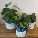 (wholesale) round 'catch all' / planters ~ color bands