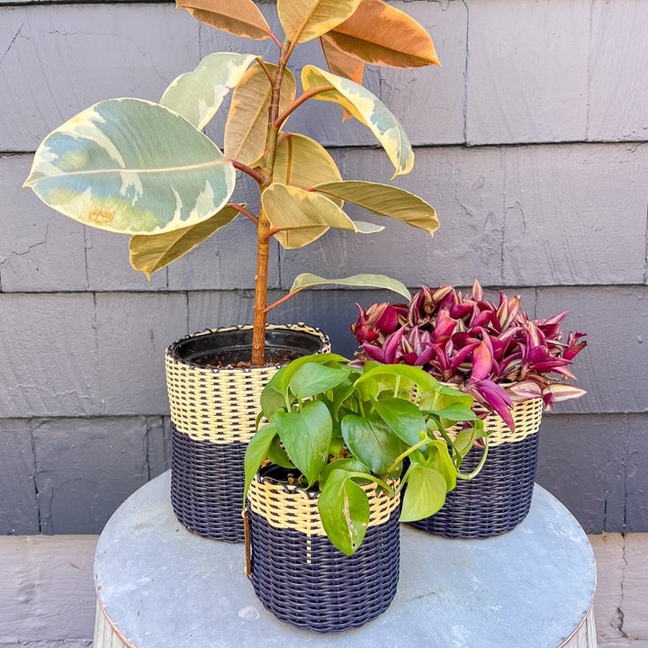 (wholesale) round 'catch all' / planters ~ color bands