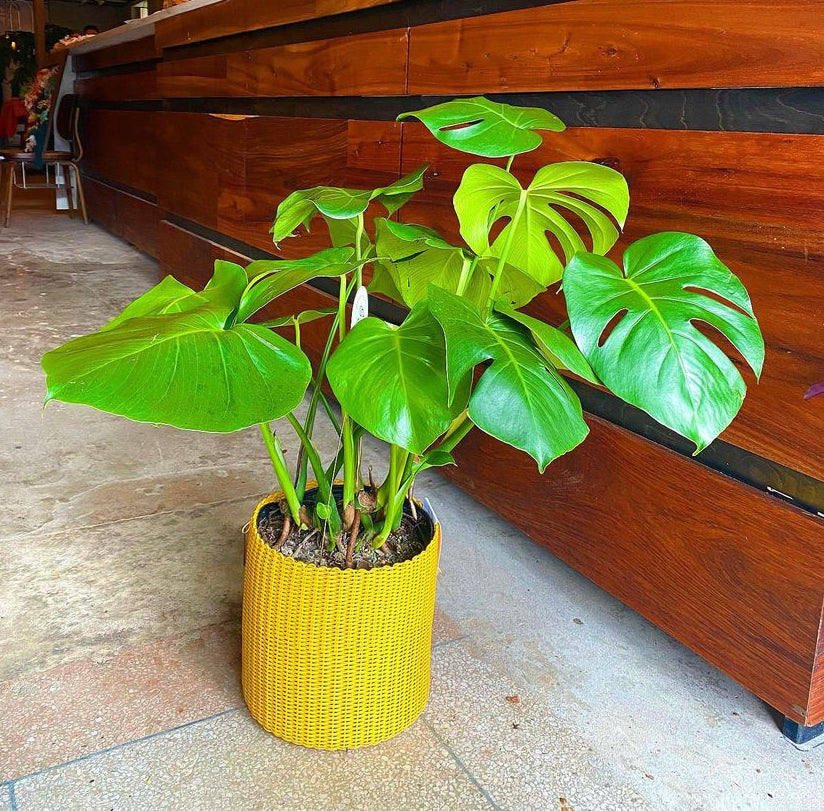 round 'catch all' / plant pots ~ single color