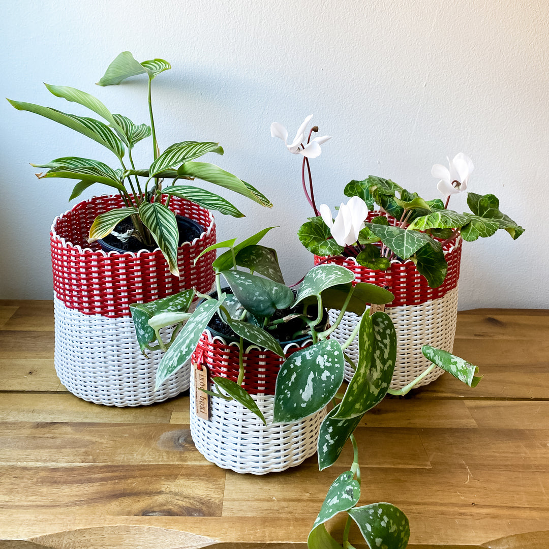 (wholesale) round 'catch all' / planters ~ color bands
