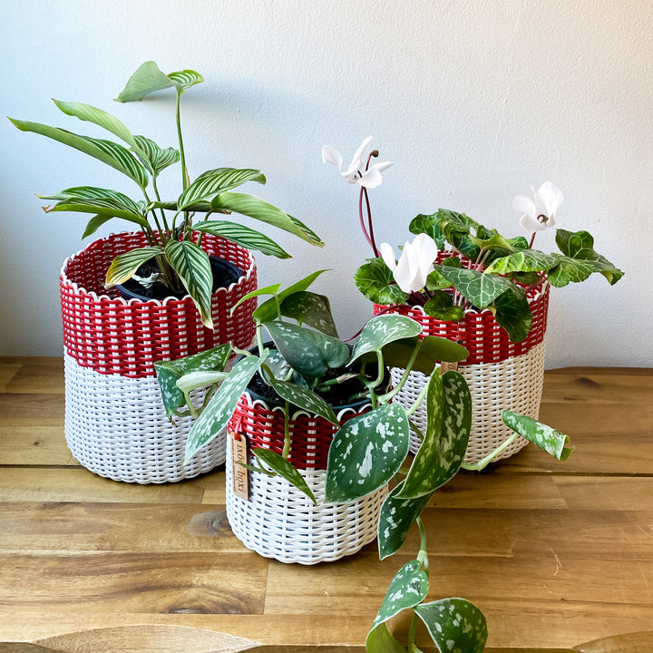 (wholesale) round 'catch all' / planters ~ color bands