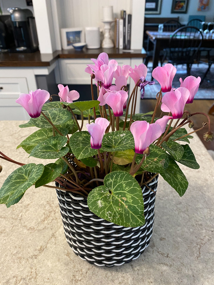 (wholesale) round 'catch all' / planters ~ interweave