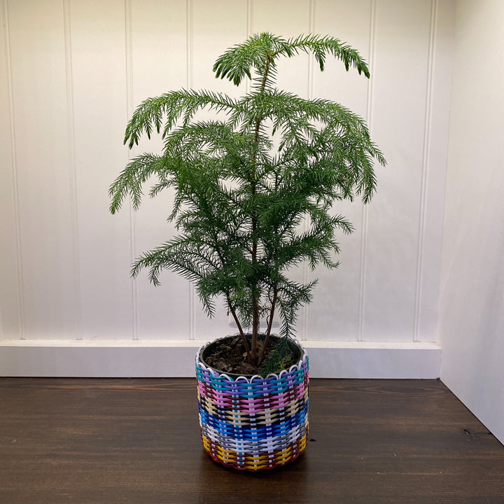 (wholesale) round 'catch all' / planters ~ multicolor stripes