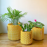 boxi planters ~ (SMIDC)