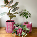 boxi planters ~ (SMIDC)